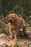 TOSA INU 449